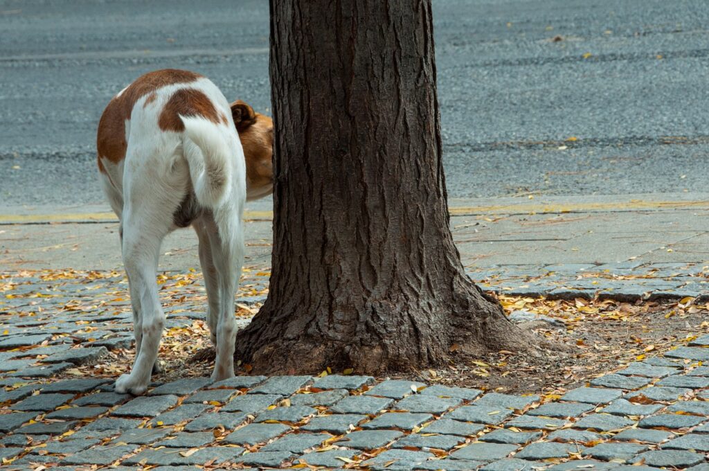 Hund schnuppert an Baum, außenrum Kopfsteinpflaster, im Hintergrund eine Straße.