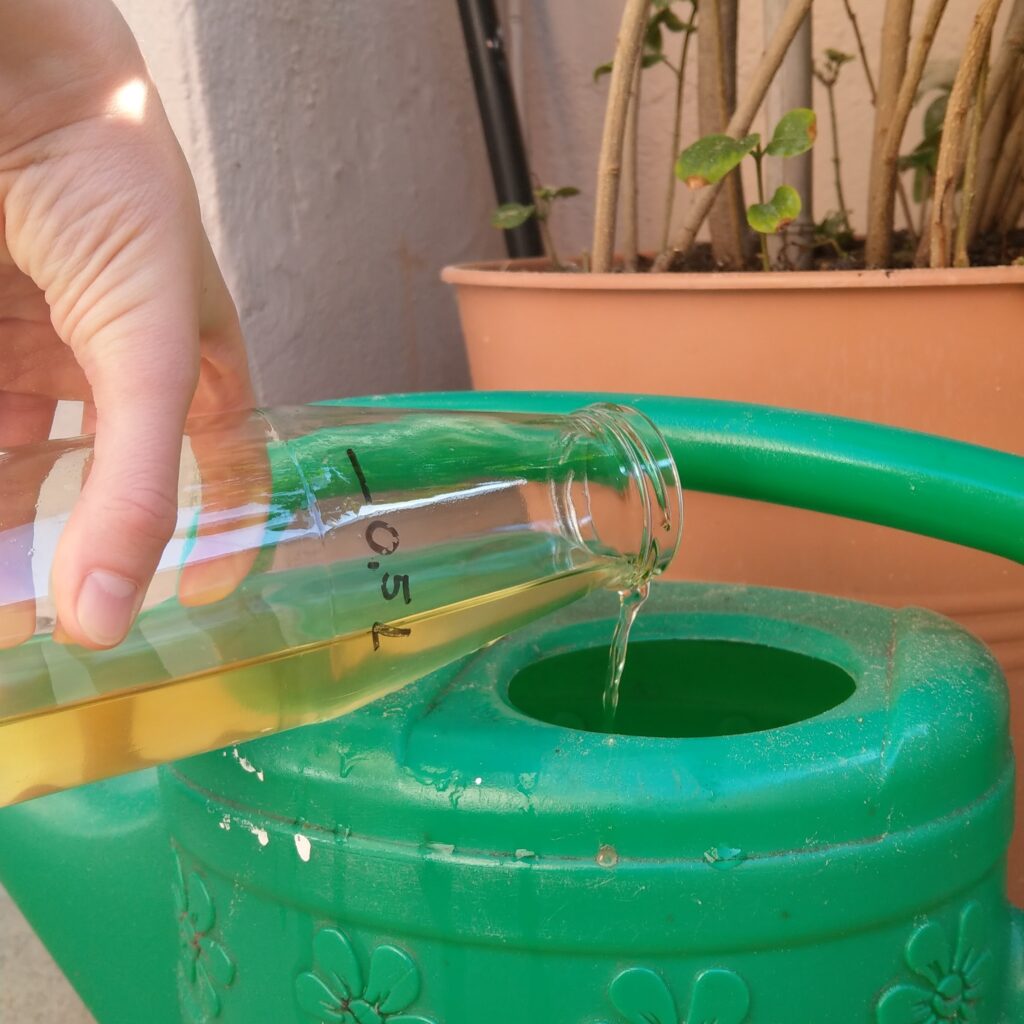 Urin in Giesskanne füllen und mit Wasser verdünnen für nachhaltige Gartendüngung